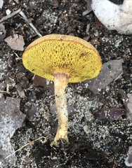 Xerocomus olivaceus