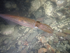 Alloteuthis subulata
