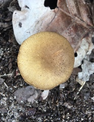 Xerocomus olivaceus