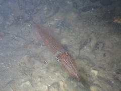 Alloteuthis subulata