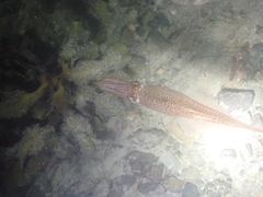 Alloteuthis subulata