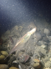 Alloteuthis subulata