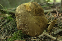 Neoboletus erythropus