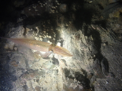 Alloteuthis subulata
