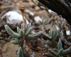 Trichodiadema calvatum