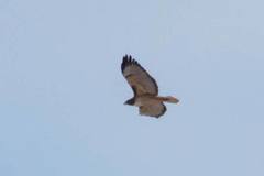 Buteo jamaicensis fuertesi