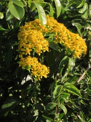 Senecio brachypodus