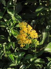 Senecio brachypodus