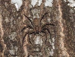 Heteropoda renibulbis