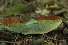 Neoboletus erythropus