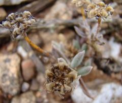 Trichodiadema calvatum