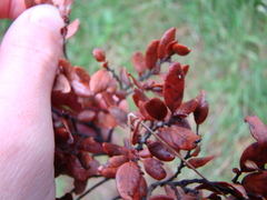 Nothofagus solandri