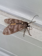 Pachydota