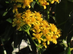 Senecio brachypodus