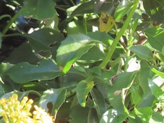 Senecio brachypodus