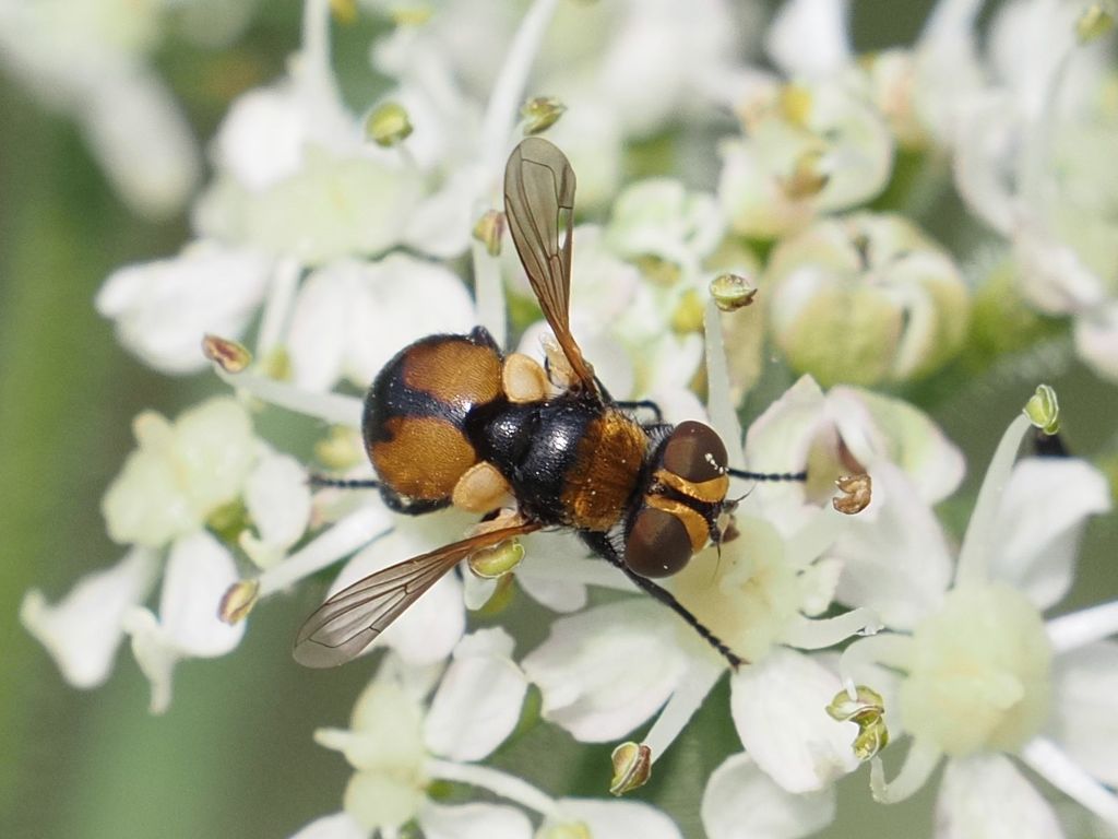 Bishop's-mitre Parasite Fly