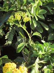 Senecio brachypodus