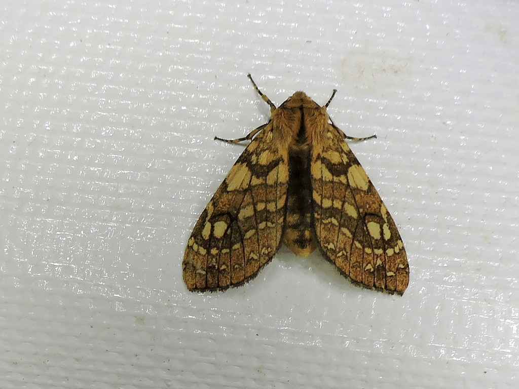 Lophocampa labaca