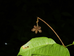 Conchocarpus guyanensis