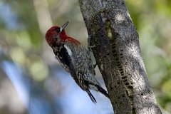 Sphyrapicus ruber daggetti