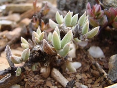 Trichodiadema calvatum