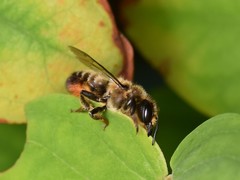 Megachile willughbiella