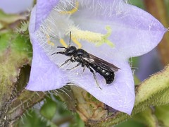 Chelostoma rapunculi