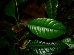 Conchocarpus guyanensis