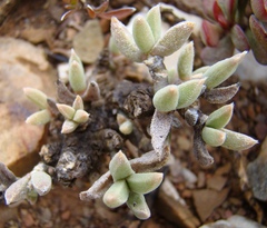 Trichodiadema calvatum