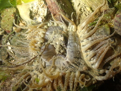Anthopleura ballii
