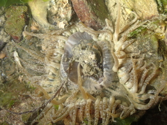 Anthopleura ballii