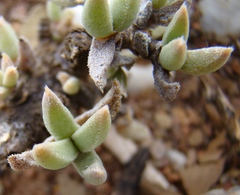 Trichodiadema calvatum