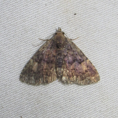 Metalectra miserulata