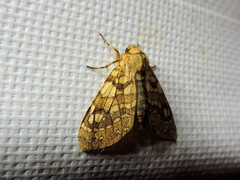Lophocampa labaca