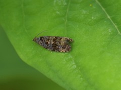 Endothenia ustulana