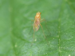 Xanthochlorus