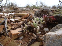 Trichodiadema calvatum