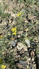Erysimum canescens