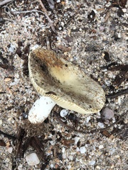 Russula cremeolilacina