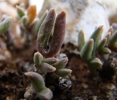 Trichodiadema calvatum