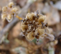 Trichodiadema calvatum