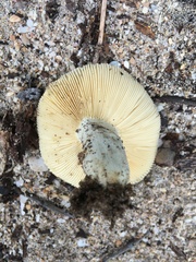 Russula cremeolilacina