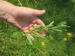 Heterotheca camporum glandulissima