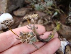 Trichodiadema calvatum