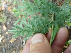 Artemisia armeniaca