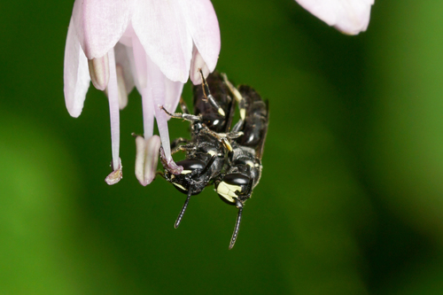 Annulate Masked Bee photo 3