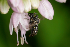 Hylaeus annulatus