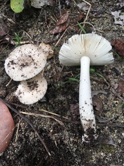 Amanita arenicola