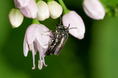 Hylaeus annulatus