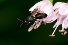Hylaeus annulatus